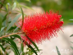 皇帝红千层Callistemon 'King's Park'