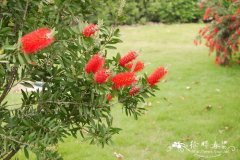 美花红千层Callistemon citrinus