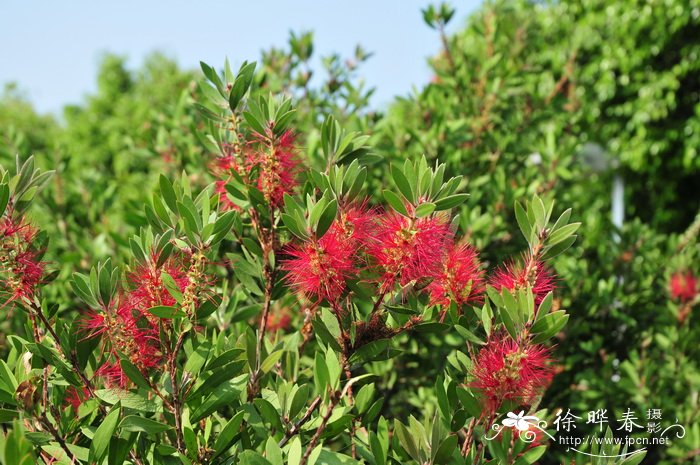 美花红千层Callistemon citrinus