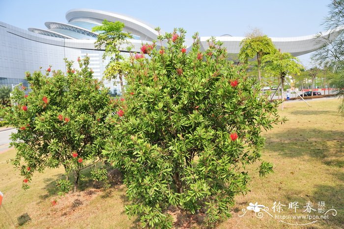 美花红千层Callistemon citrinus