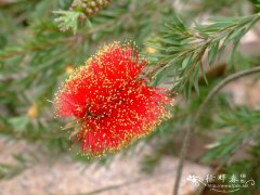 岩生红千层Callistemon pearsonii ‘Rocky rambler’