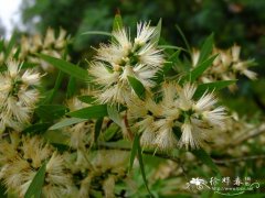 野白红千层Callistemon viminalis ‘Wilderness White’