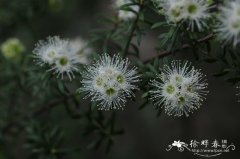 昆士亚鳞子Kunzea graniticola