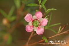 麦瑞达鳞子Leptospermum ‘Merinda’