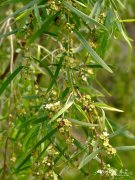 美丽细子木Leptospermum brachyandrum