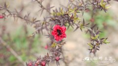 皇后澳洲茶Leptospermum laevigatum ‘Burgundy Queen’