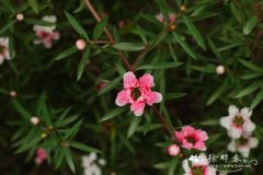 松红梅Leptospermum scoparium