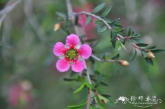 美丽松红梅Leptospermum spectabile