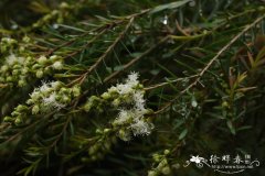 狭叶白千层Melaleuca linariifolia