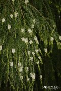 细花白千层 Melaleuca parviflora