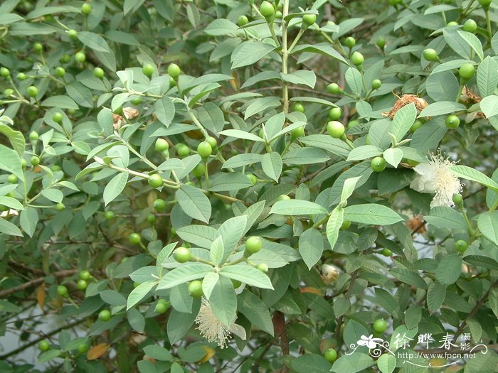 香番石榴Psidium guajava ‘Odorata’