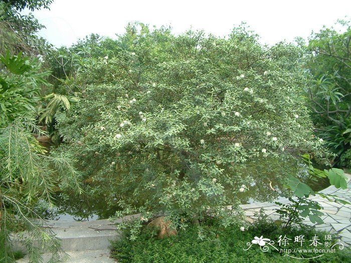 香番石榴Psidium guajava ‘Odorata’