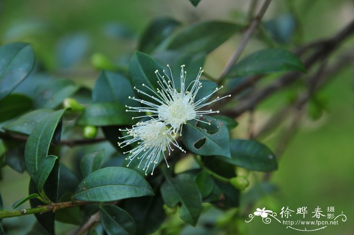 澳洲蒲桃Syzygium australe