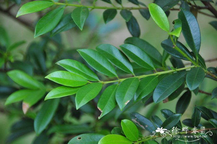 澳洲蒲桃Syzygium australe