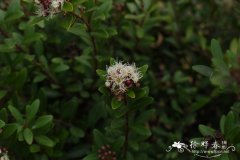 赤楠Syzygium buxifolium