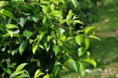 亨青溪蒲桃Syzygium globiflorum ‘Hinchinbrook Gold’