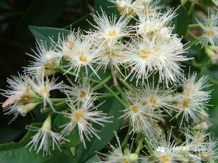 方枝蒲桃Syzygium tephrodes