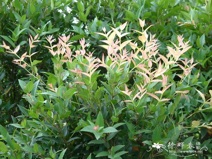 方枝蒲桃Syzygium tephrodes