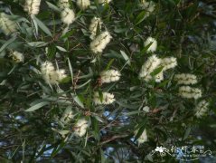 白千层 Melaleuca cajuputi subsp. cumingiana