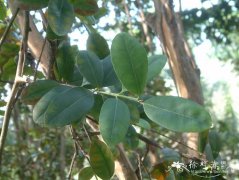 众香Pimenta racemosa var. racemosa