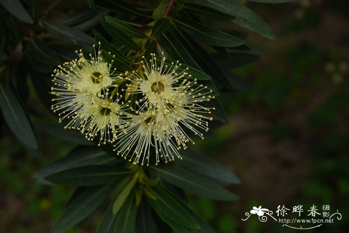 舞女蒲桃 Xanthostemon verticillatus 'Cream Dancer'