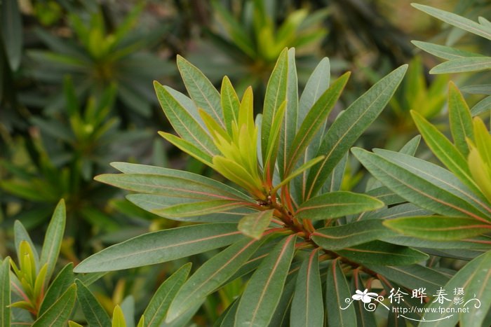 舞女蒲桃 Xanthostemon verticillatus 'Cream Dancer'