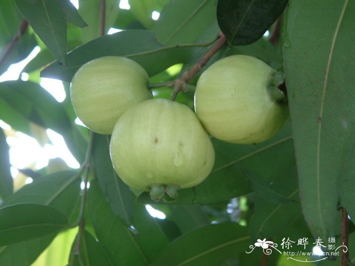 蒲桃 Syzygium jambos