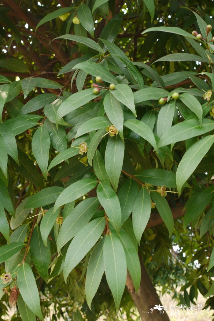 蒲桃 Syzygium jambos