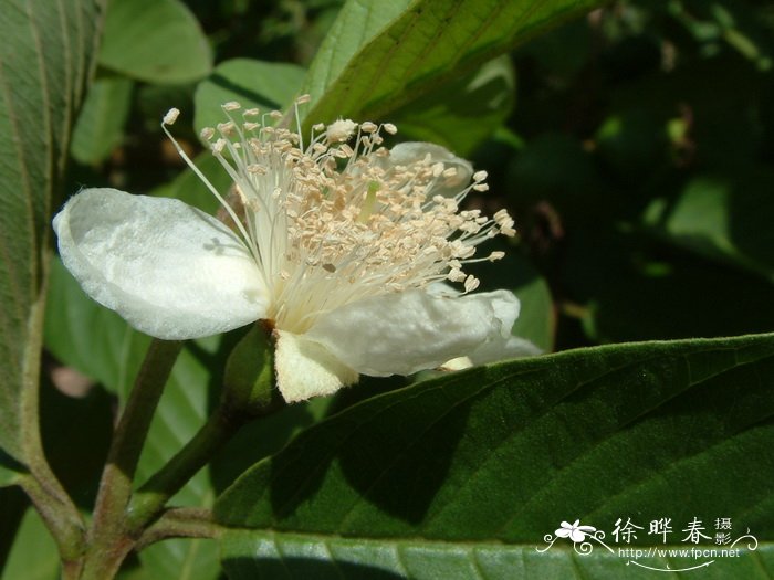 番石榴 Psidium guajava