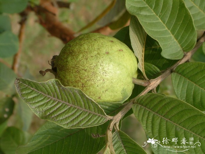 番石榴 Psidium guajava