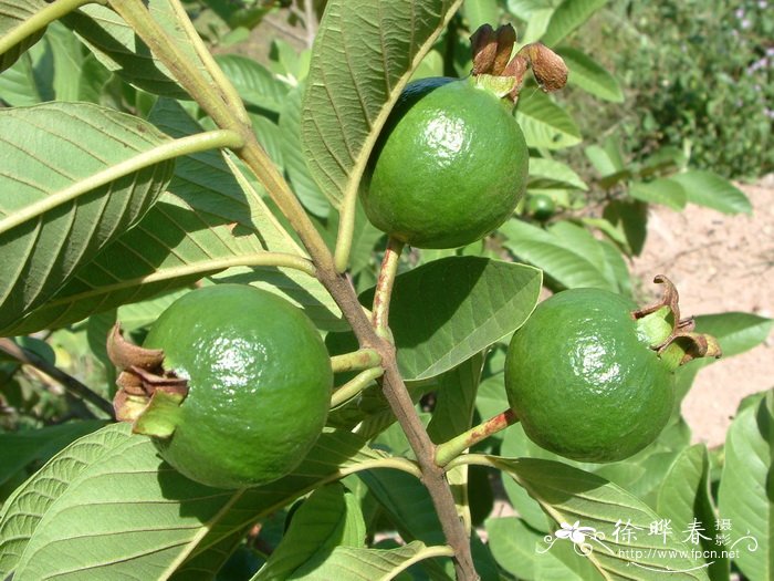 番石榴 Psidium guajava