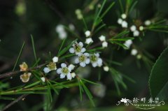 岗松 Baeckea frutescens