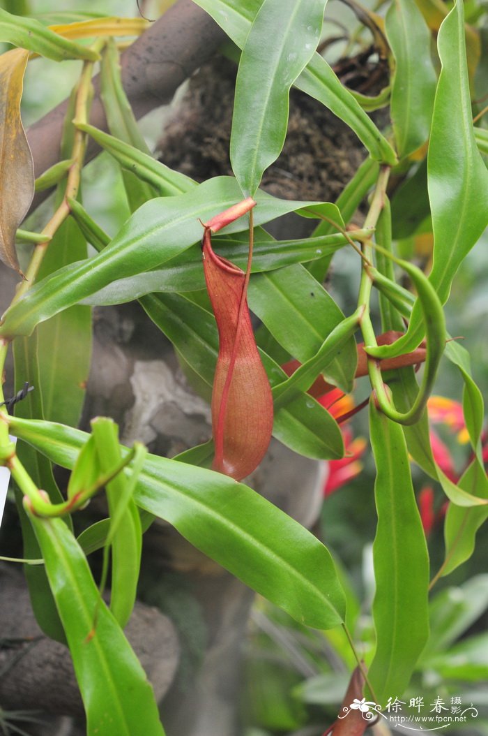 杂交红瓶猪笼草Nepenthes × ventrata