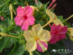 紫茉莉 Mirabilis jalapa