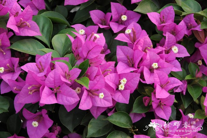 叶子花 Bougainvillea spectabilis