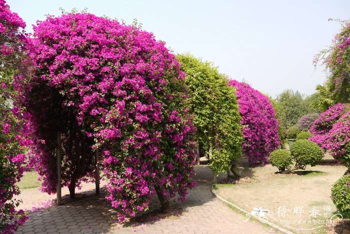 叶子花 Bougainvillea spectabilis