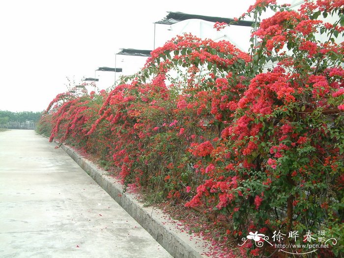 叶子花 Bougainvillea spectabilis