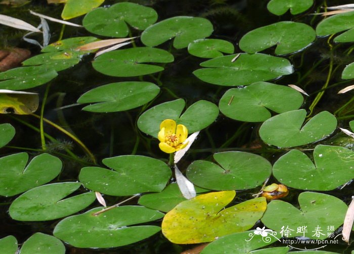 台湾萍蓬草 Nuphar shimadai