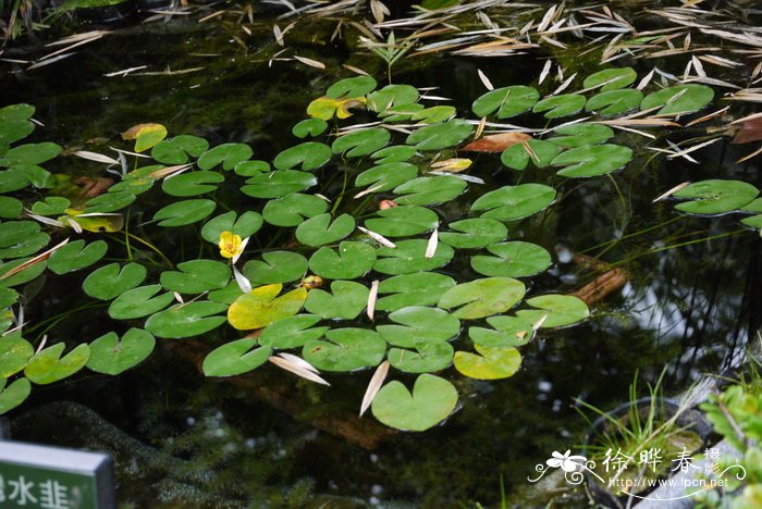 台湾萍蓬草 Nuphar shimadai