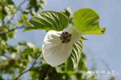 珙桐 Davidia involucrata