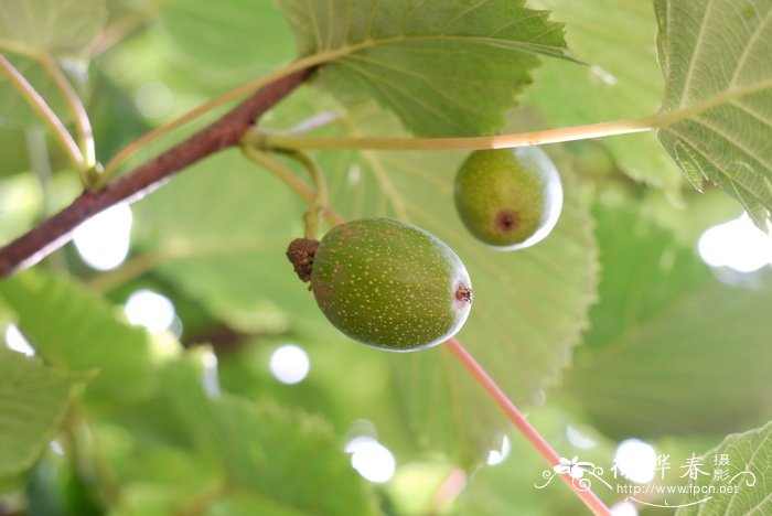 珙桐 Davidia involucrata