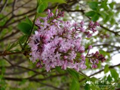 欧洲丁香Syringa vulgaris