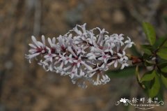 云南丁香Syringa yunnanensis