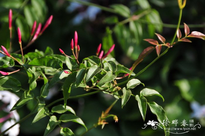 多花素馨Jasminum polyanthum