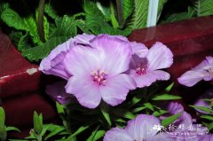 古代稀Clarkia amoena