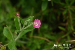 柳叶菜 Epilobium hirsutum