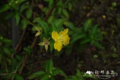 秘鲁水丁香 Ludwigia peruviana