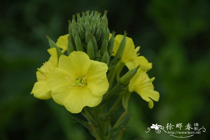 月见草 Oenothera biennis