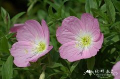 美丽月见草 Oenothera speciosa