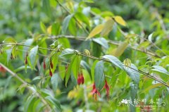 短筒倒挂金钟Fuchsia magellanica